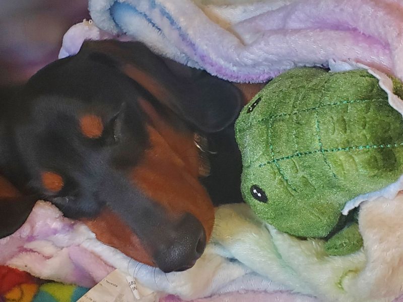 a dog sleeping in a blanket with a stuffed animal