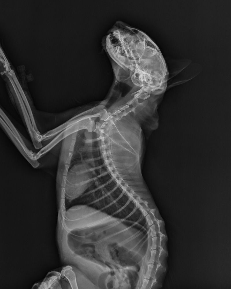 an x-ray of a dog