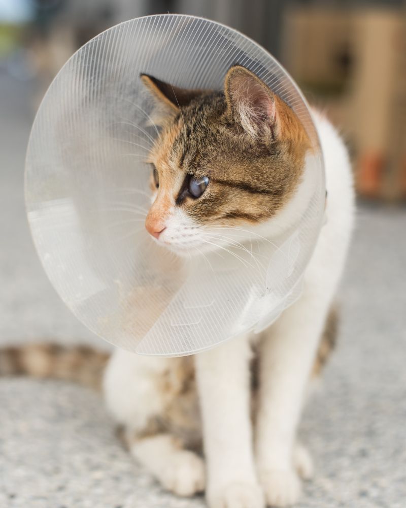 a cat with a cone around its neck