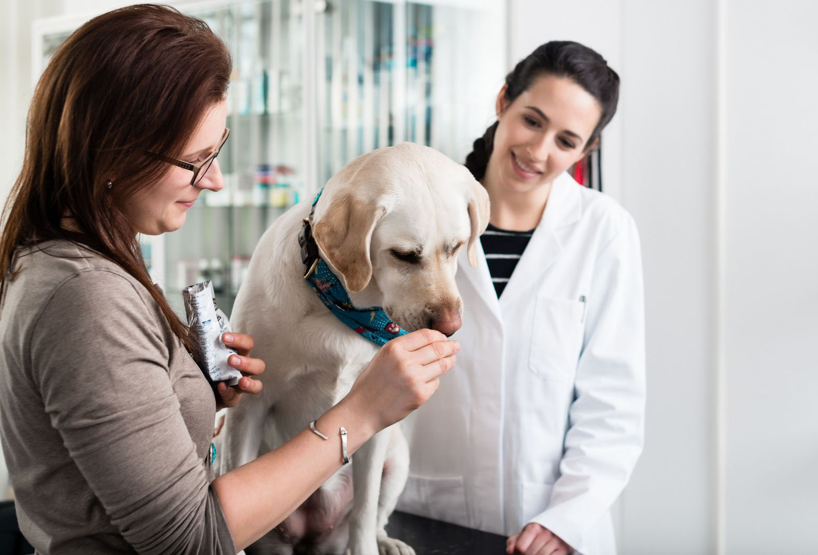Pet Fully Stocked Pharmacy Napa, CA 94558 | Silverado Veterinary Hospital