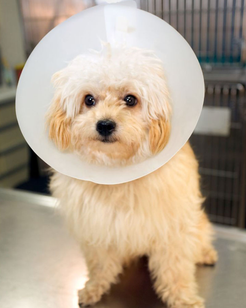 cute dog with surgical cone