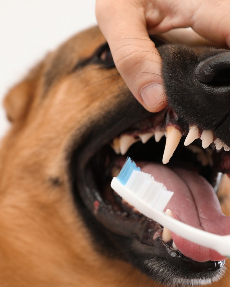a hand brushing a dog's teeth